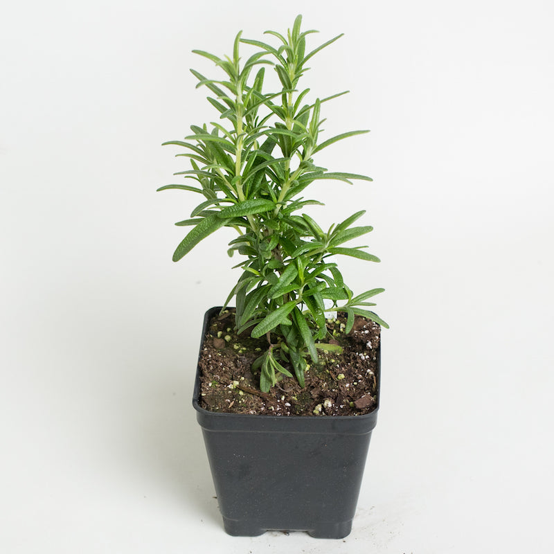 Rosemary 'Tuscan Blue'