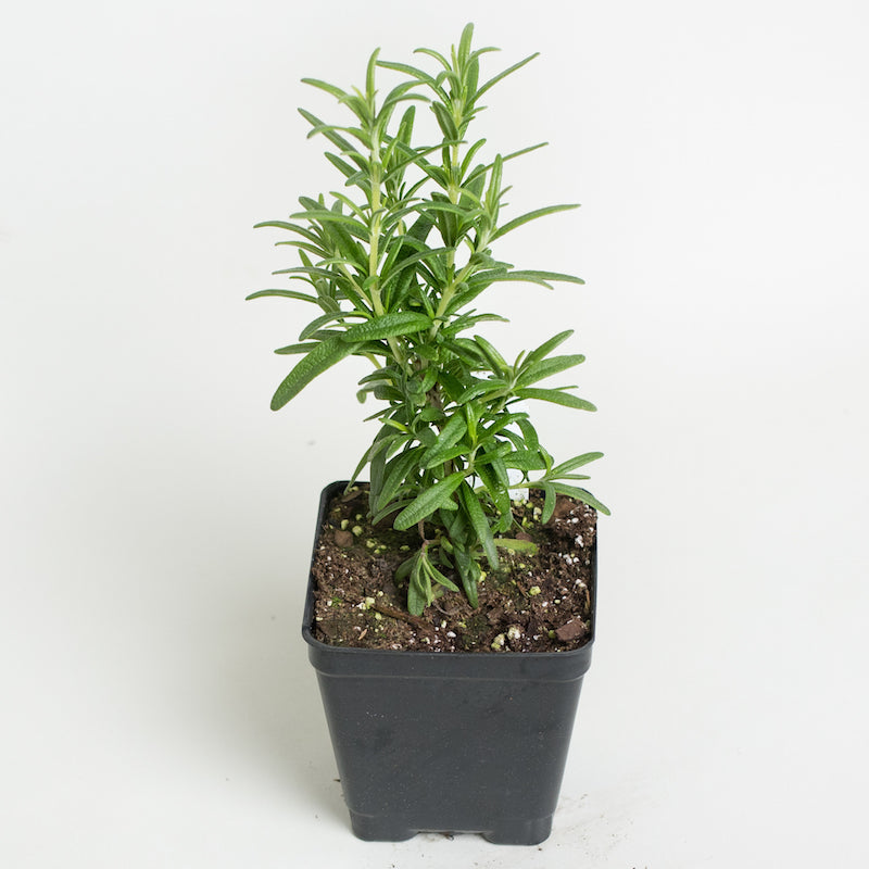 Tuscan Blue Rosemary Plants For Sale