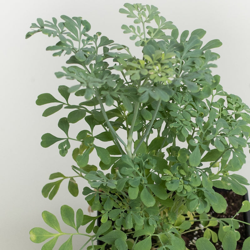 RUE 🌿 MAGICAL Plant You MUST Have At Home!  What is it for? and Medicinal  Properties 