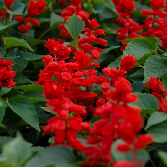 Sage 'Scarlet'