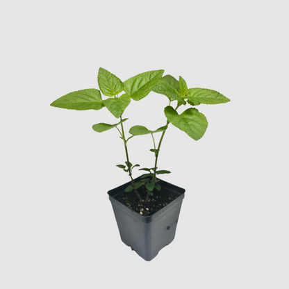 Sage 'Scarlet'