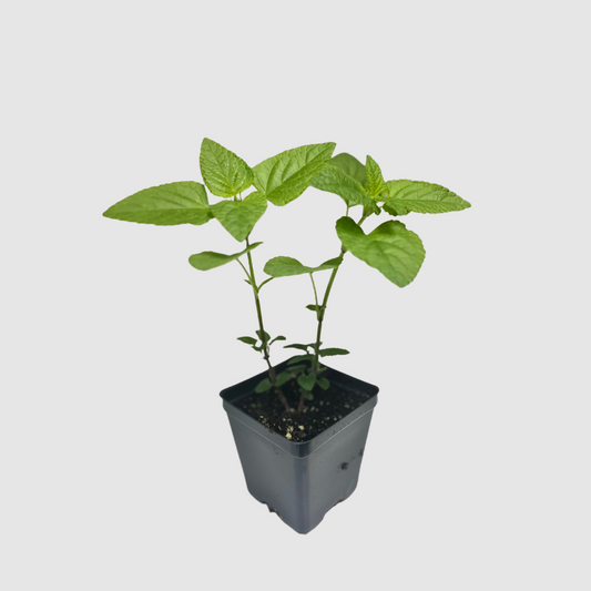 Sage 'Scarlet'