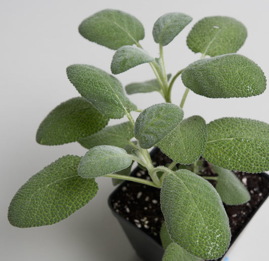 Sage 'Berggarten'