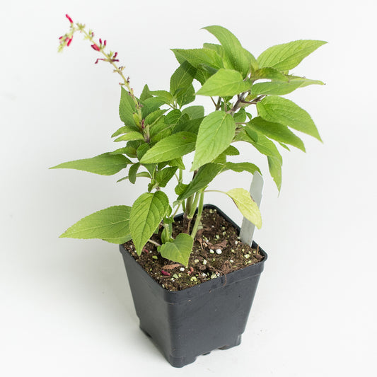 Sage 'Pineapple'