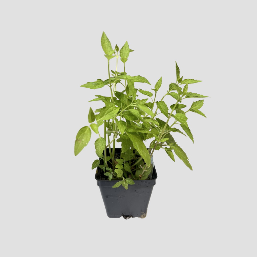 Where to top buy skullcap