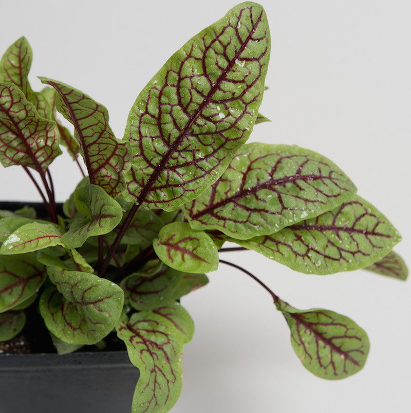 Sorrel Rolnik Sorrel