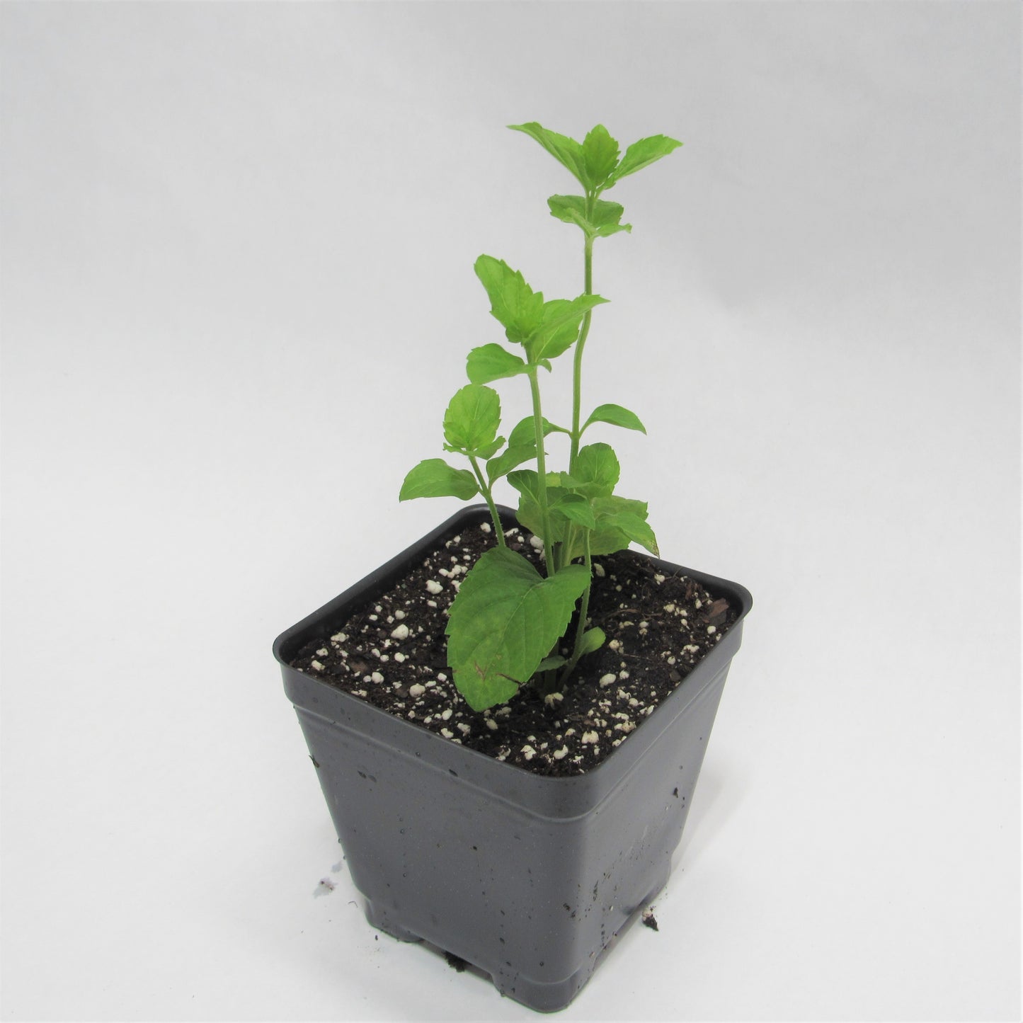 Mint 'Spearmint'