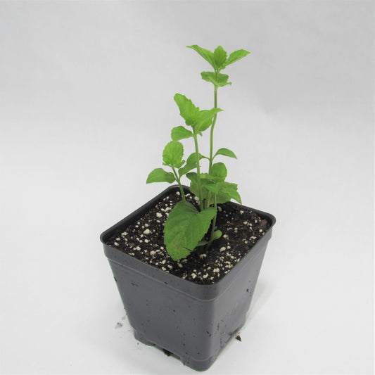 Mint 'Spearmint'