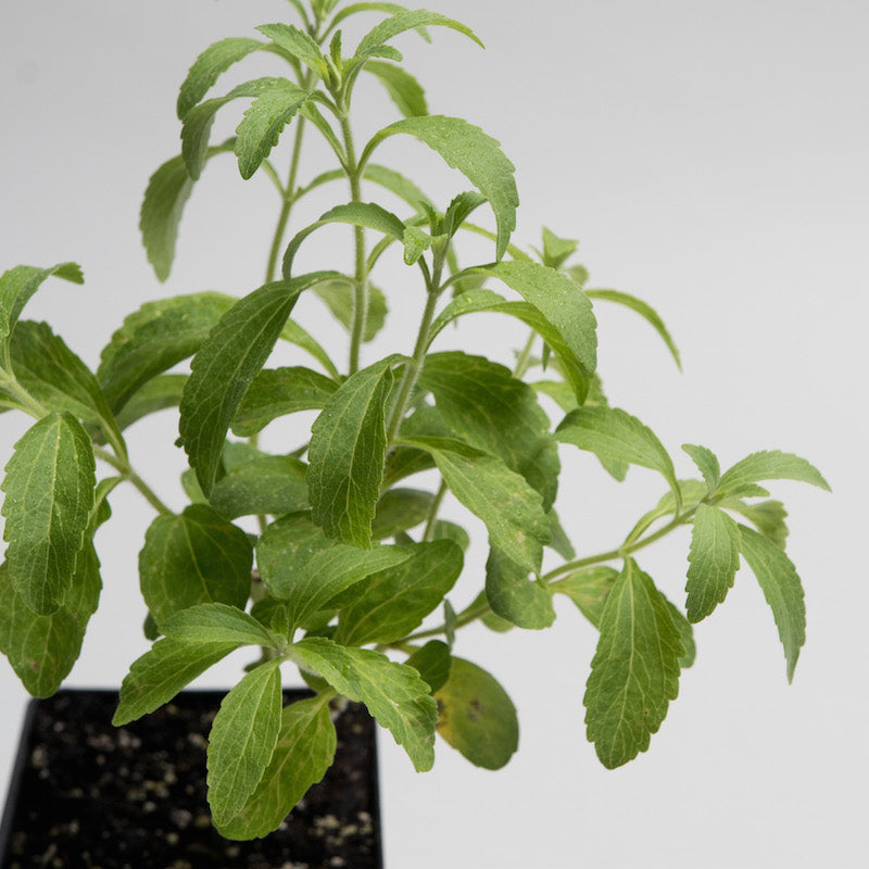Stevia Plants For Sale Rebaudiana | The Growers Exchange