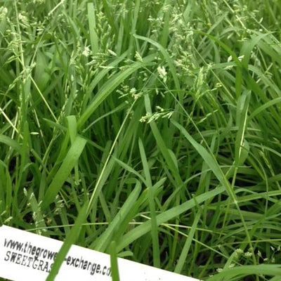 Hierochloe odorata (Sweet Grass) - 50 Plug Flat