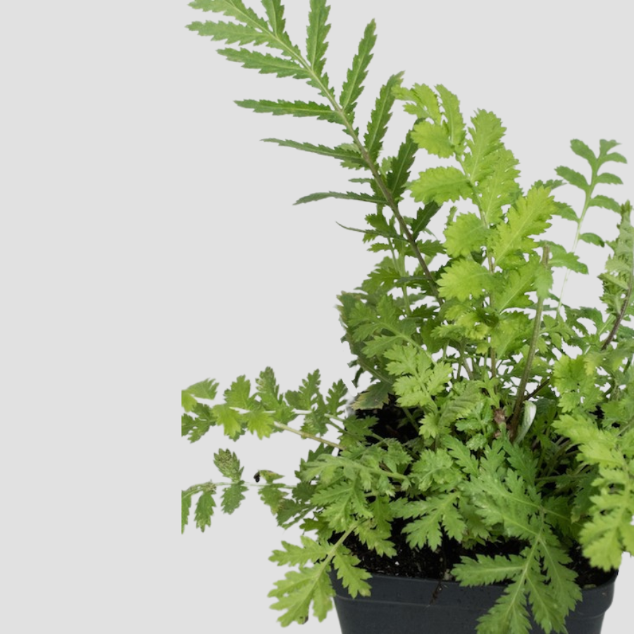 Tansy