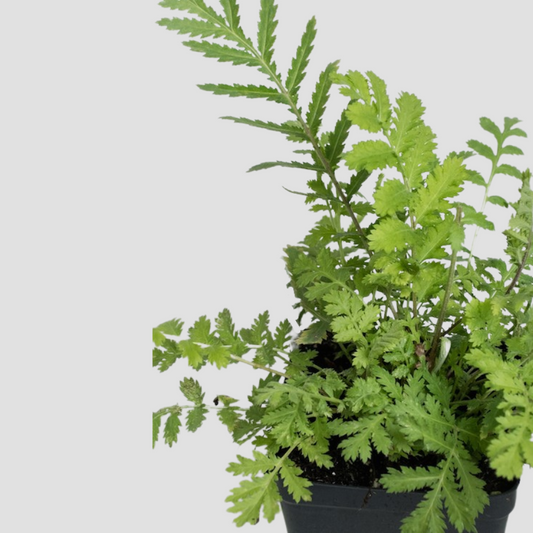 Tansy