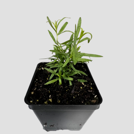 Tarragon 'French'