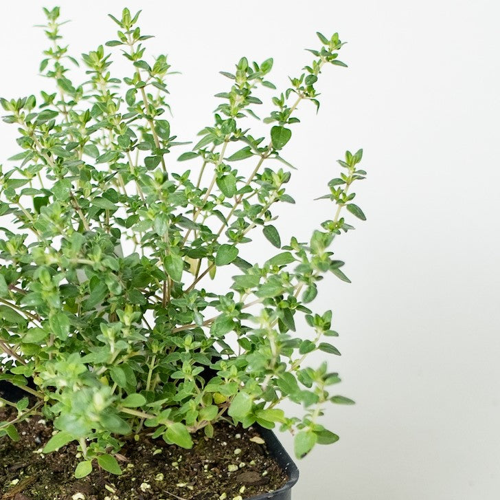 lemon thyme plant
