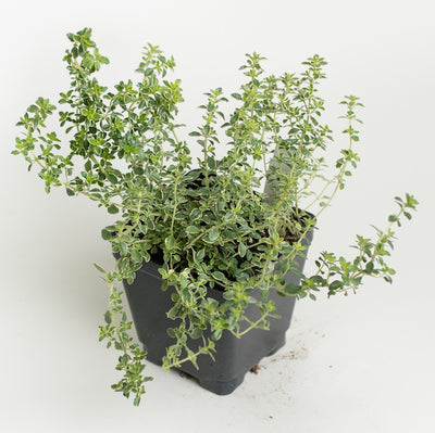 Thyme 'Golden Variegated'