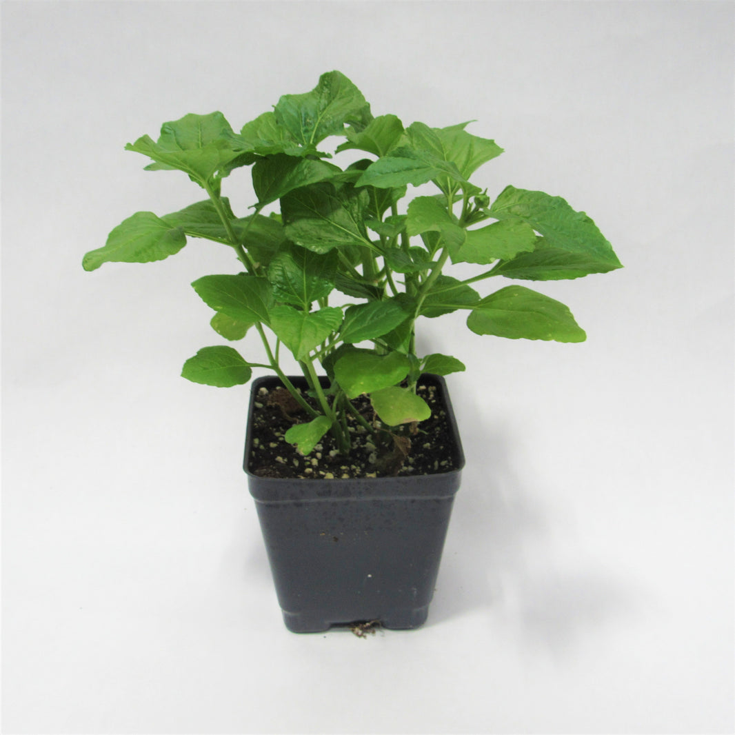 Buy Edible Flowers Online | The Growers Exchange
