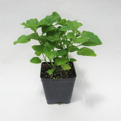 Toothache Plant