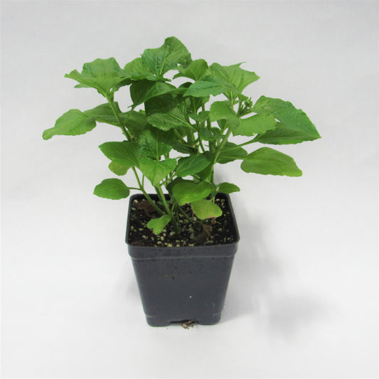 Toothache Plant