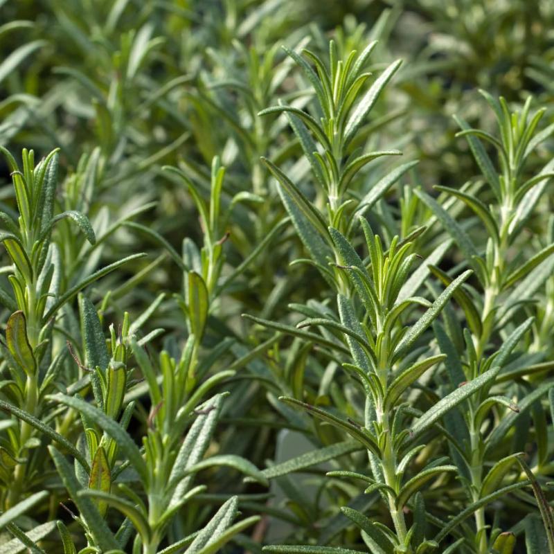 Barbeque Rosemary Plants For Sale
