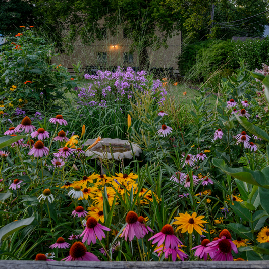 Pollinator Herb Garden Collection