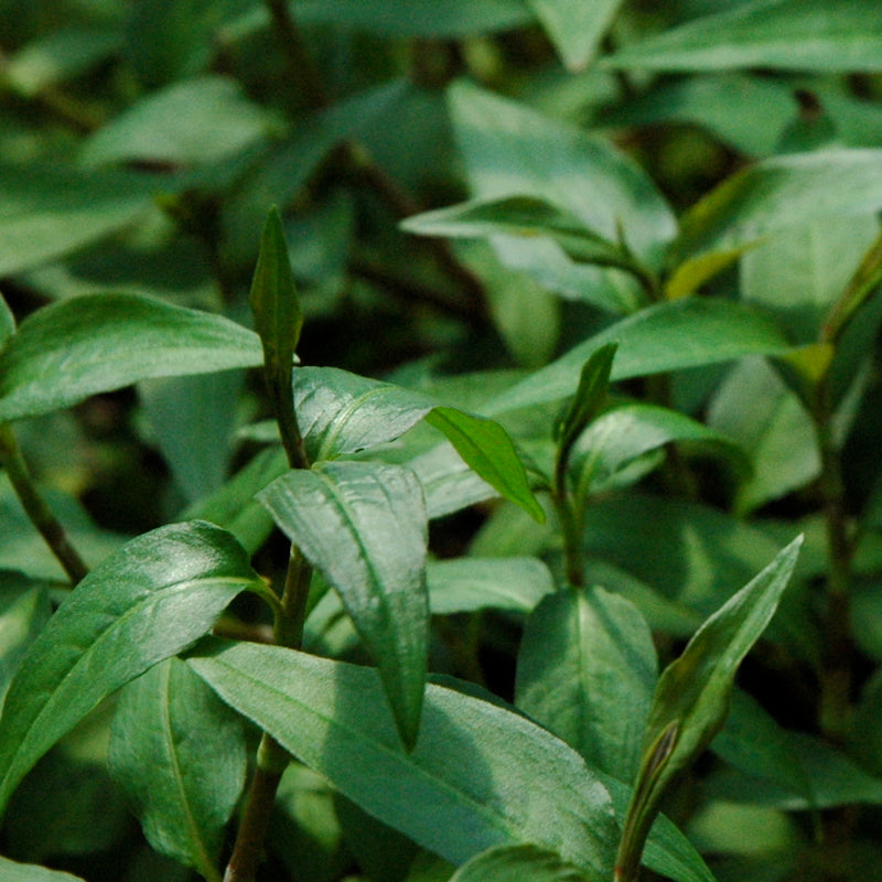 Coriander 'Vietnamese'