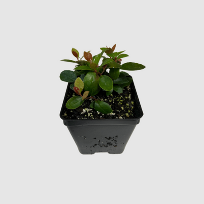 Wintergreen