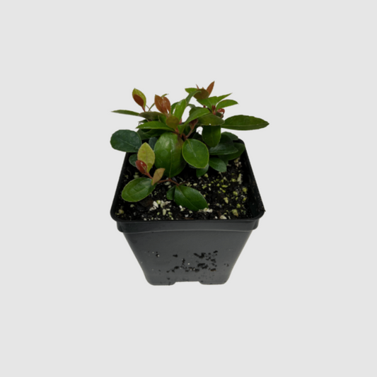 Wintergreen