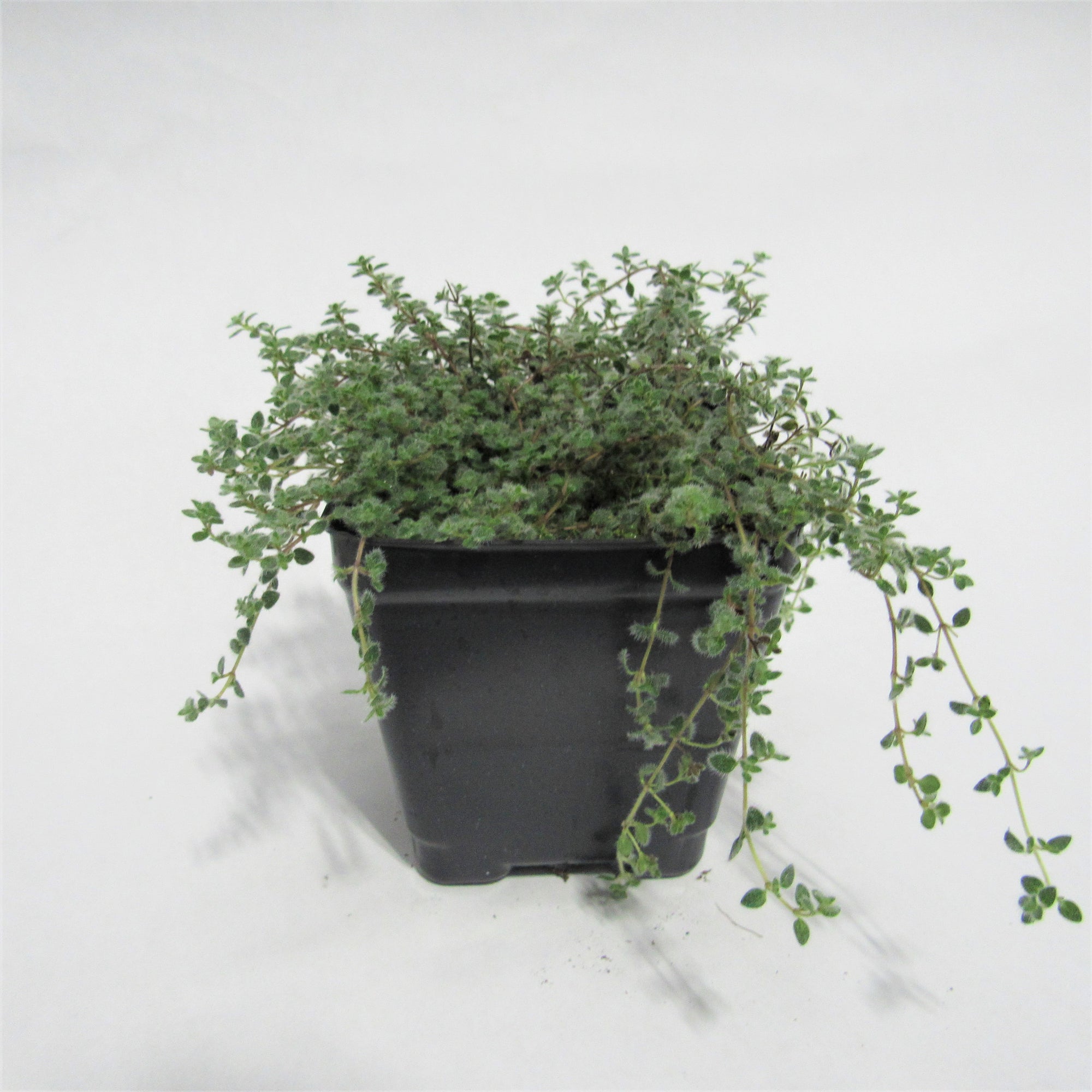 Thyme 'Woolly'