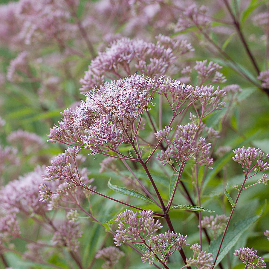 Joe Pye Weed, 'Little Joe'