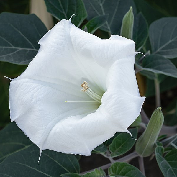 Datura 'Evening Fragrance' – The Growers Exchange