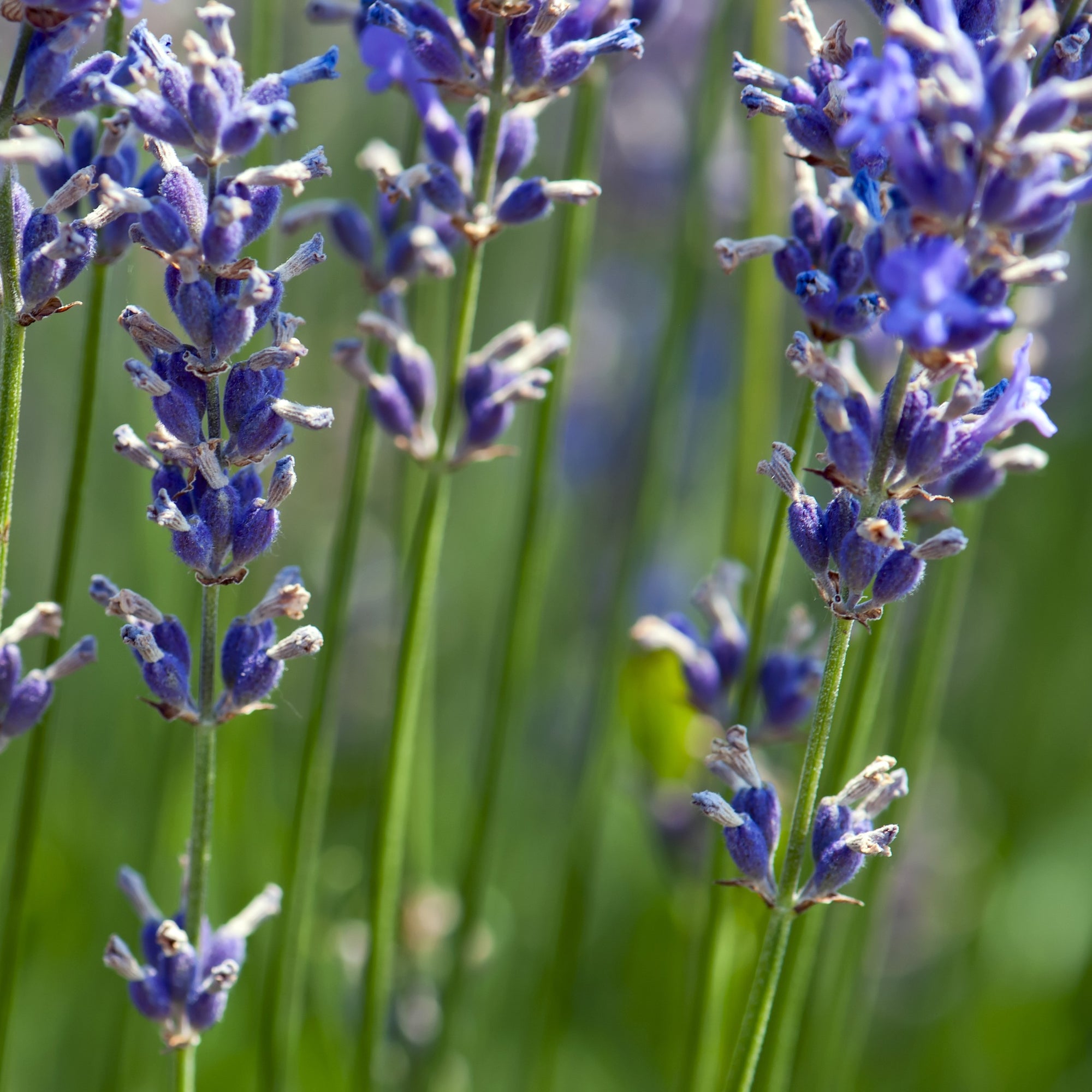Some species of lavender grow well in Texas