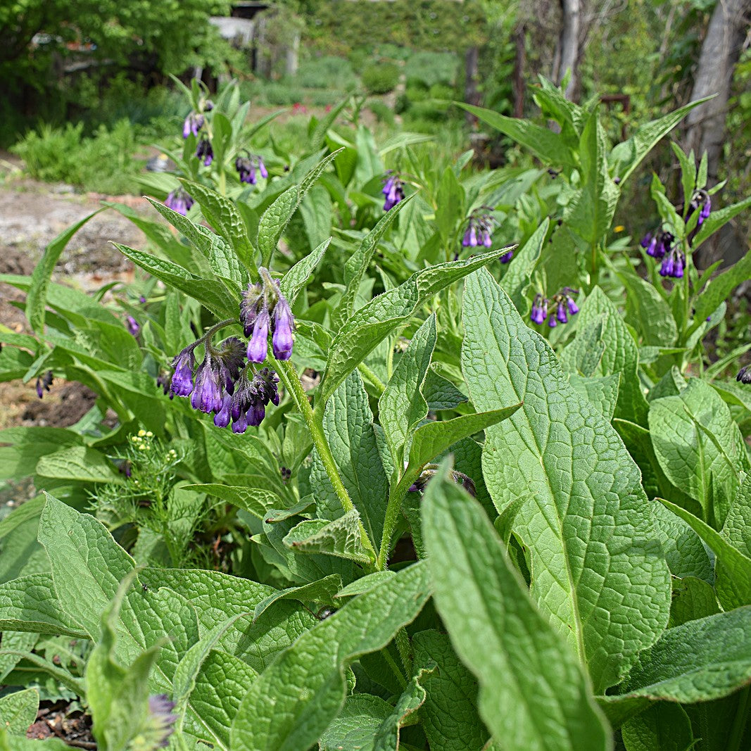 Image of Comfrey plant