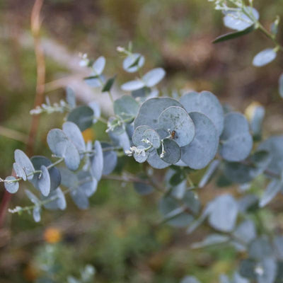 Eucalyptus 'Silver Drop'