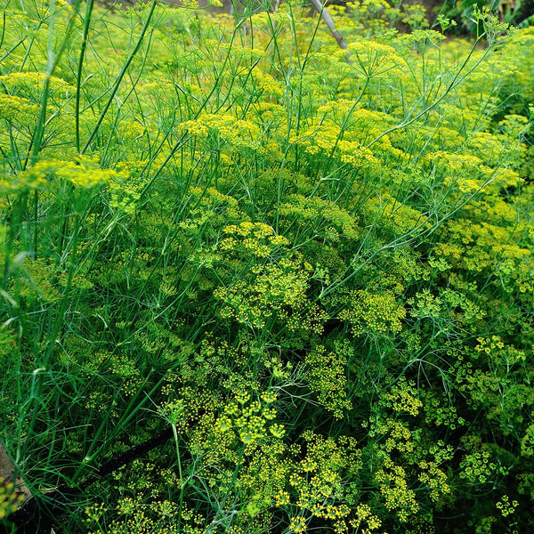 Green Fennel Plants For Sale | Foeniculum vulgare | The Growers Exchange