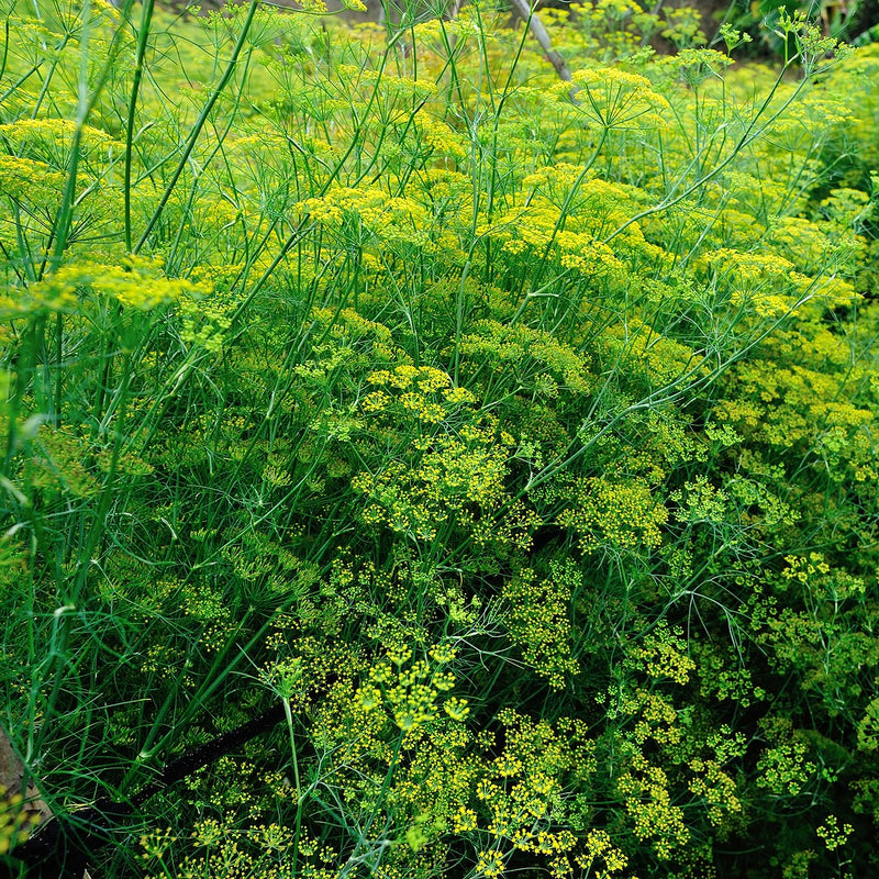 Green Fennel Plants For Sale Foeniculum vulgare The Growers Exchange