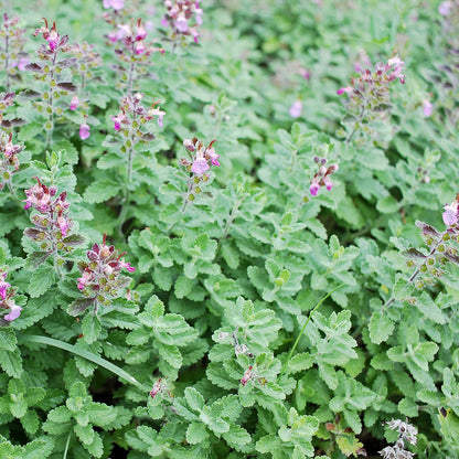 Germander 'Upright'