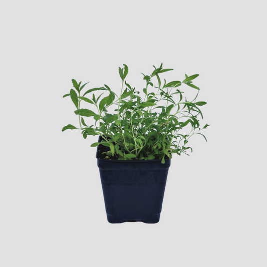 Hyssop