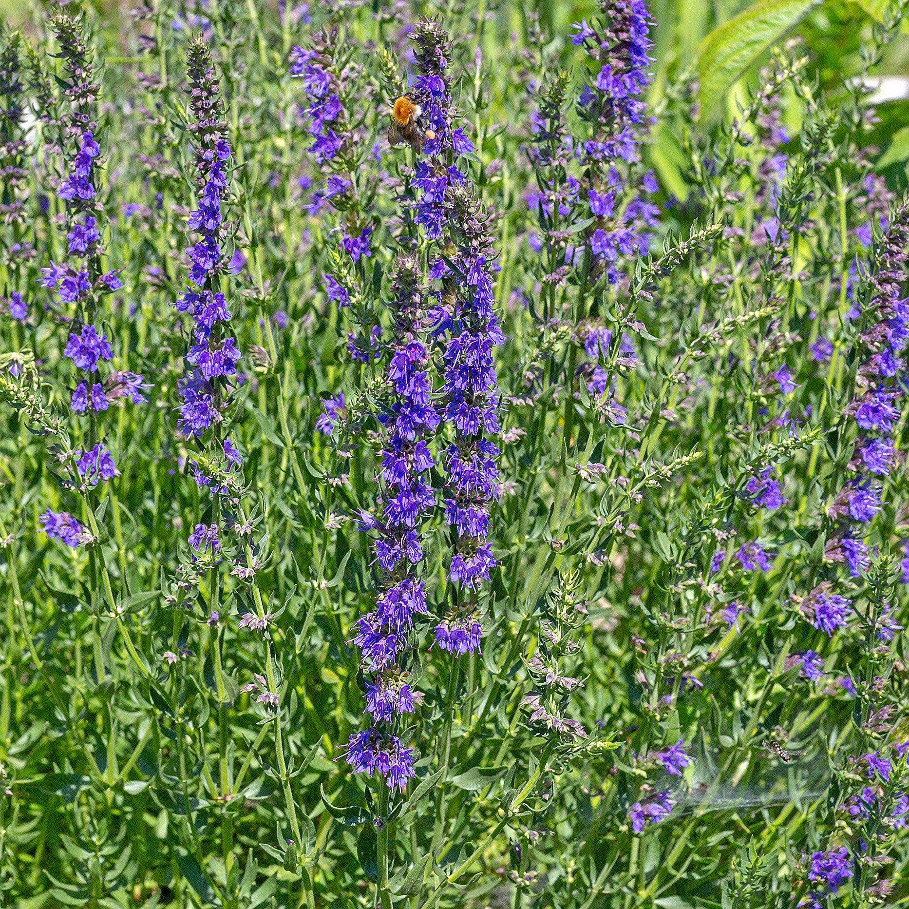 Hyssop Plants For | Hyssop Officinalis | The Growers