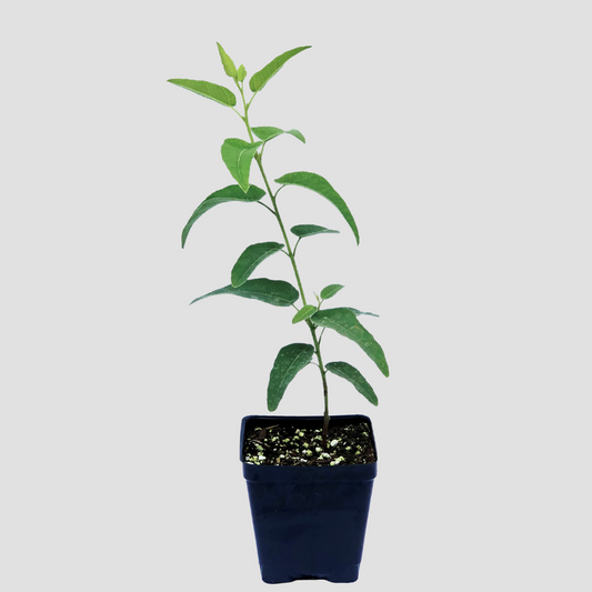 Eucalyptus 'Lemon Bush'