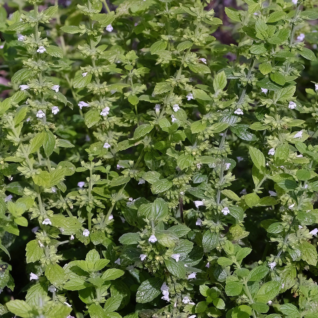 Lemon Balm Herb Plants for Sale | Melissa Officinalis | The