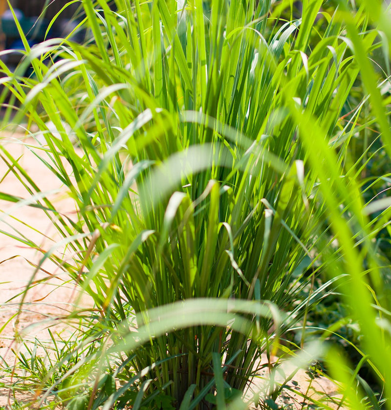 Lemongrass Plants For Sale Cymbopogon flexuosus Growers Exchange