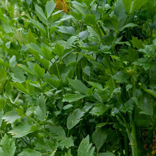 Lovage