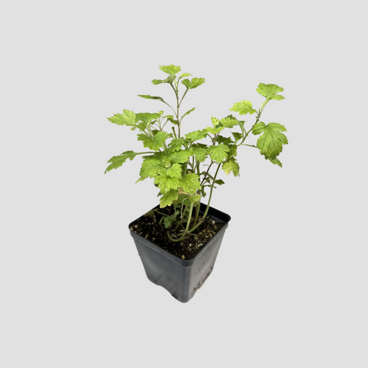 Mugwort