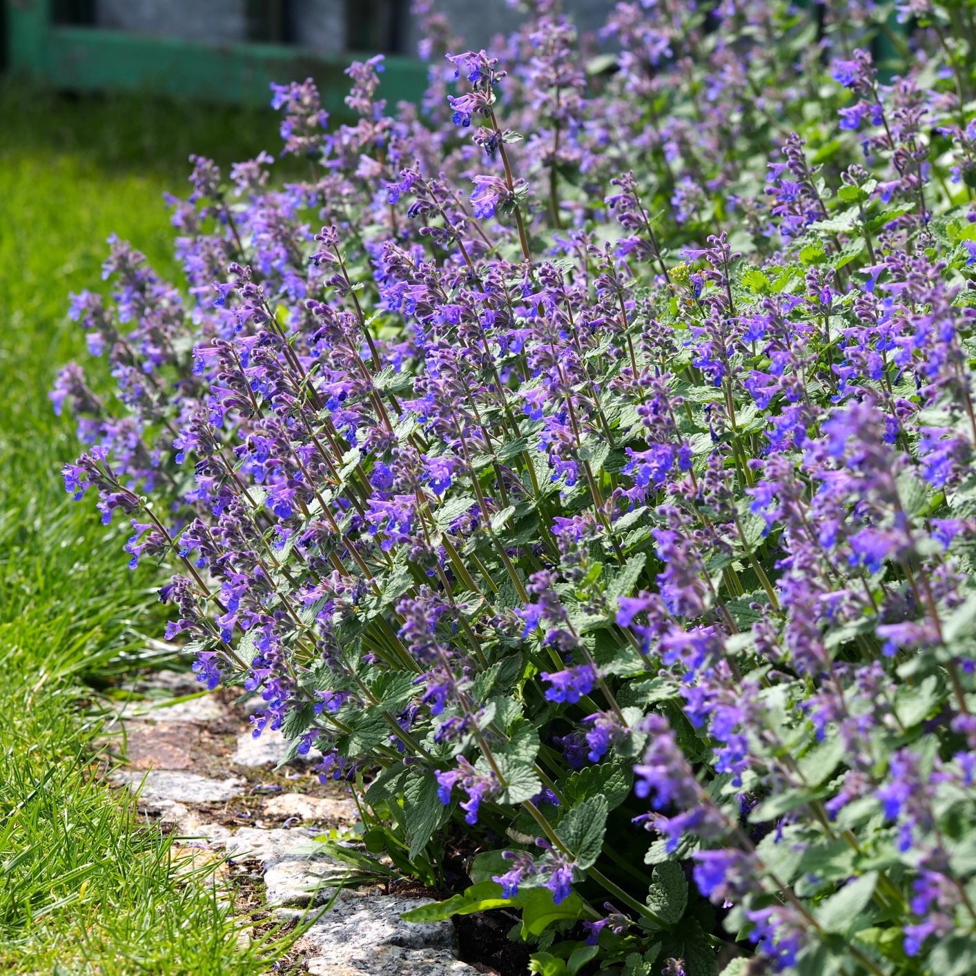Catmint 'Walker's Low'