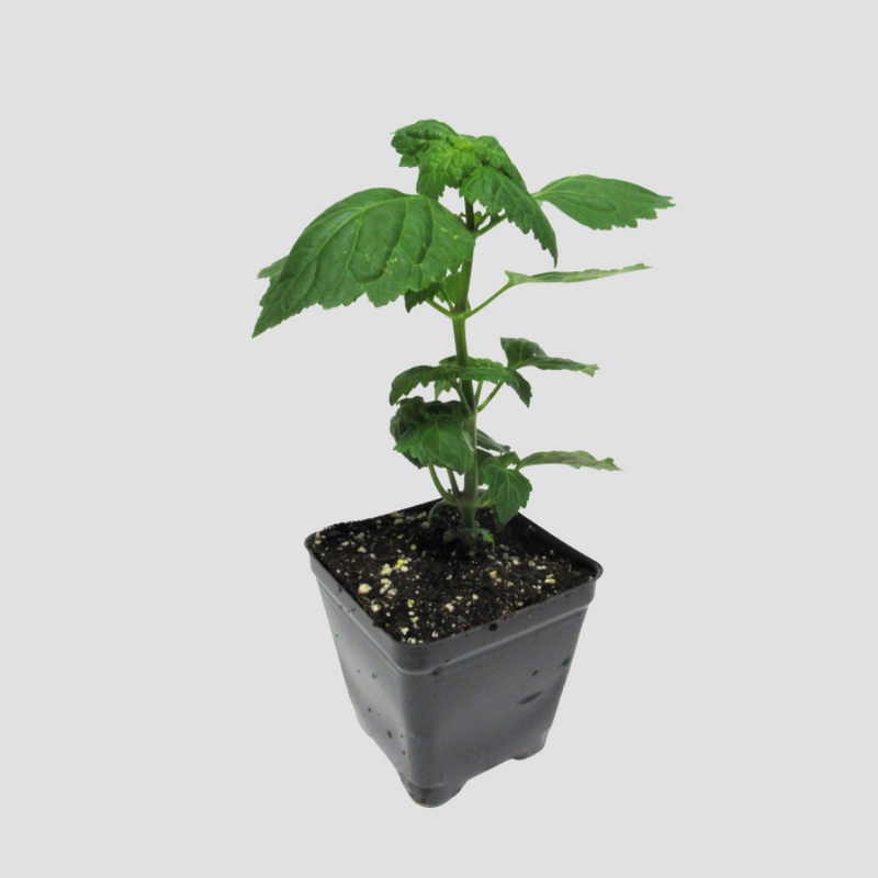 Patchouli Plants For Sale Pogostemon Cablin The Growers Exchange
