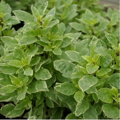 Basil 'Pesto Perpetuo'