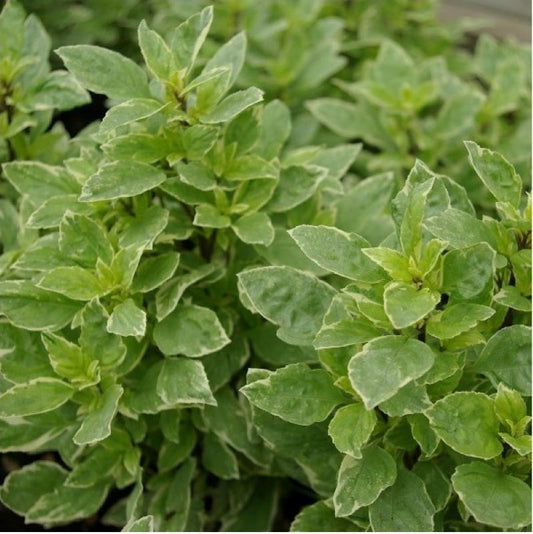 Basil 'Pesto Perpetuo'