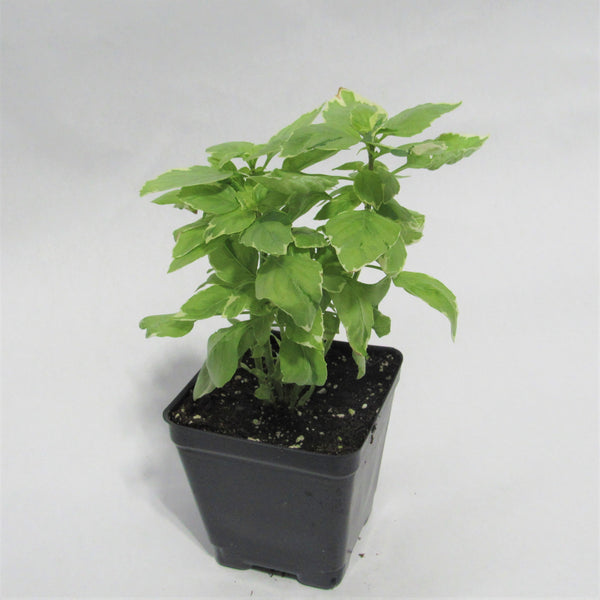 Basil Pesto Perpetuo Plants for Sale Growers Exchange