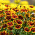 Coreopsis 'Route 66'
