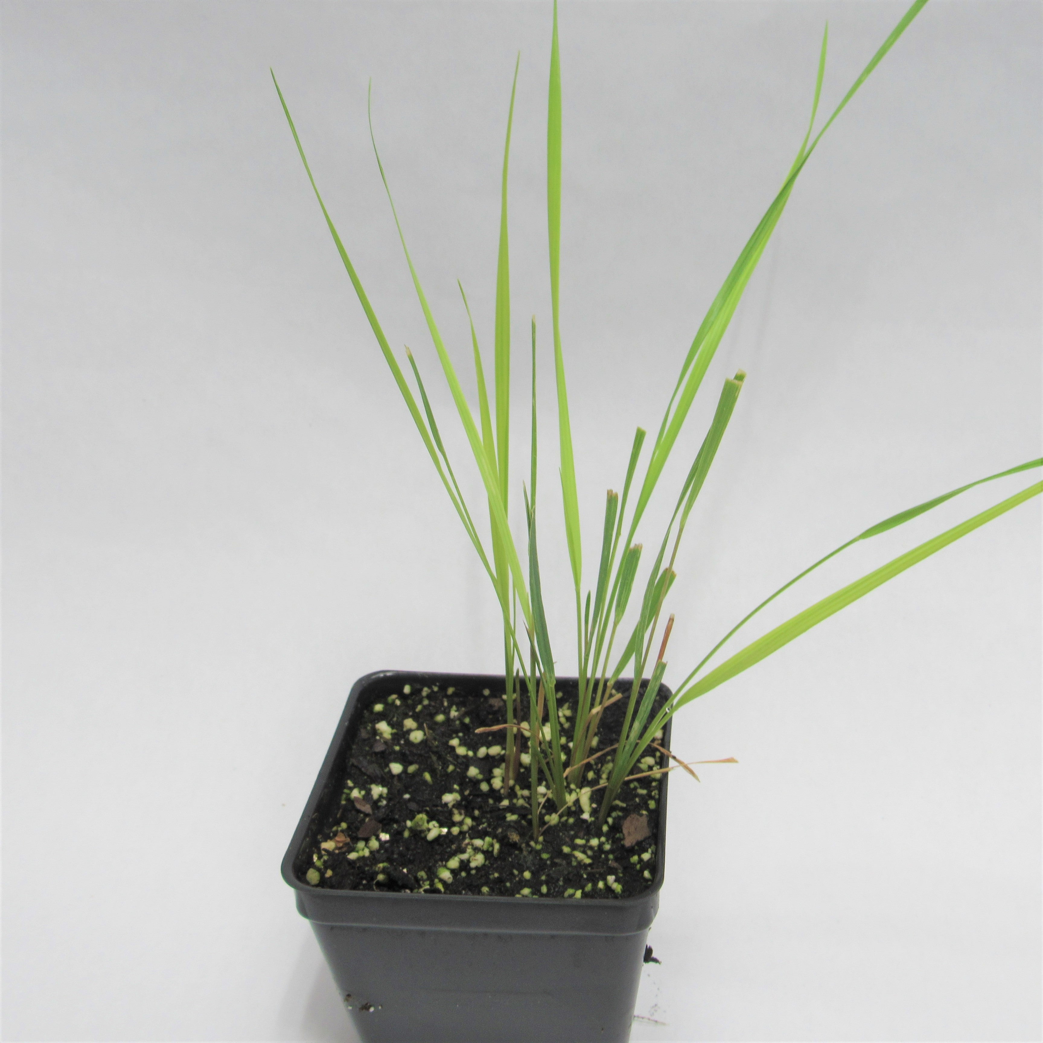 Propagating Sweet Grass - The Herb Exchange